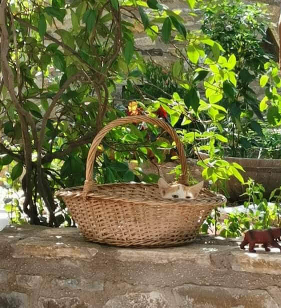 Cat in basket