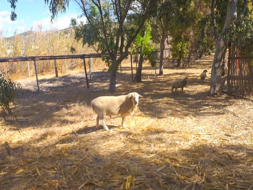 Sheep in nature