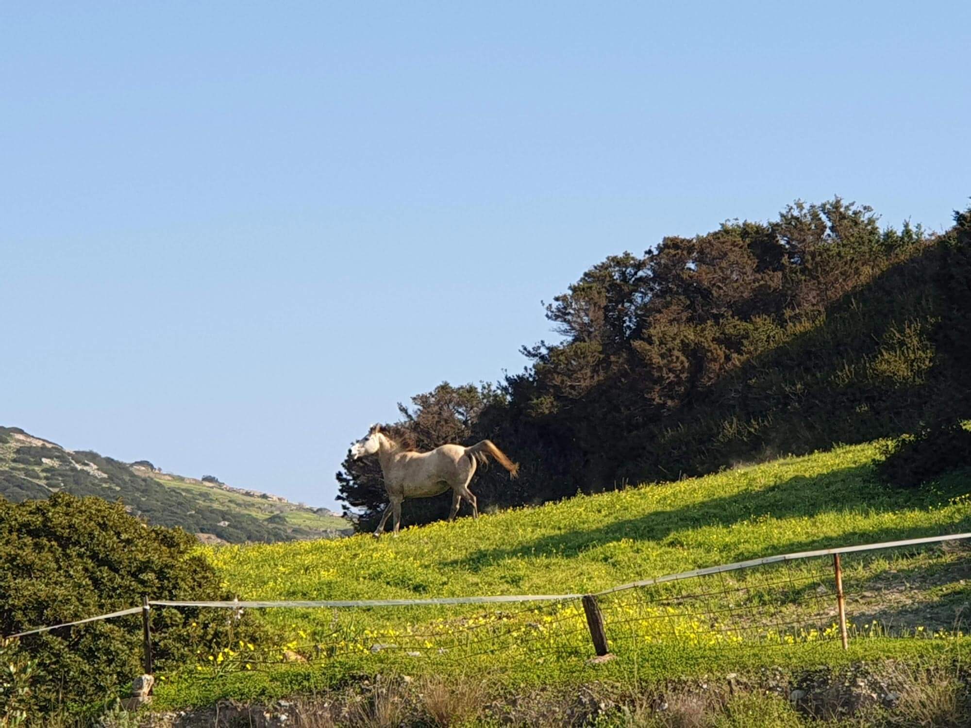Horse in nature